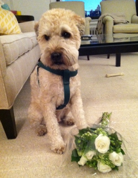 Wheaten Terrier photo_for Amy Hest_cropped